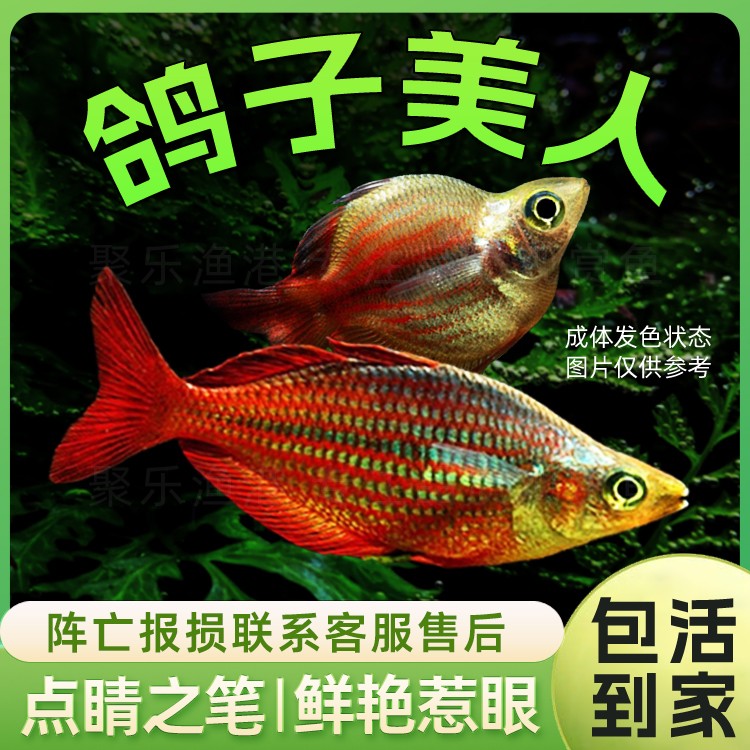 鸽子美人鱼活体热带观赏淡水鱼活体彩虹鱼中型灯科