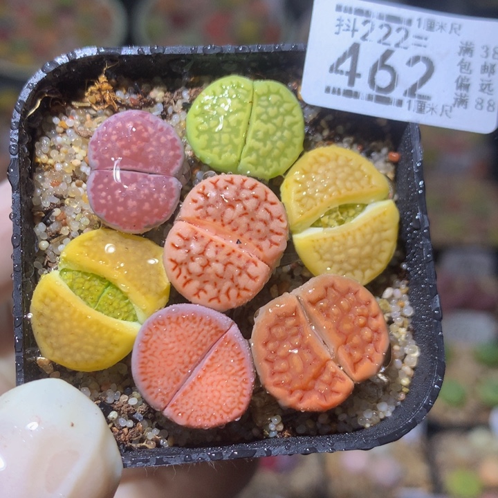 精品生石花222.462