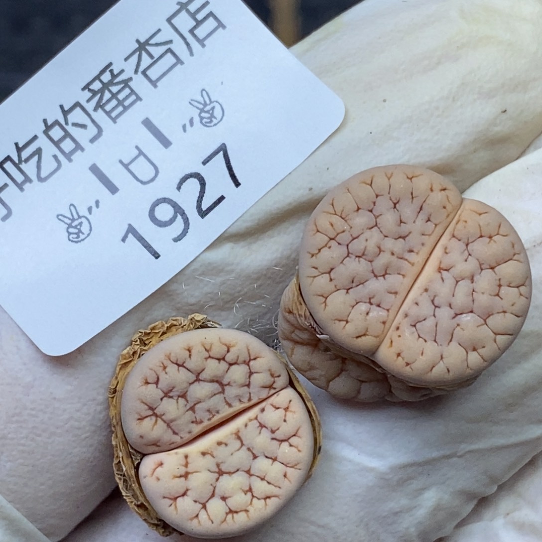 1927。零下拍保温.18包邮.当天凑哦