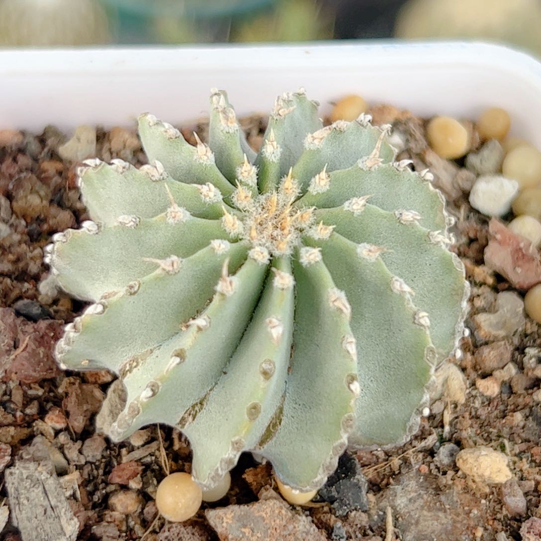 薄叶花笼实生仙人球