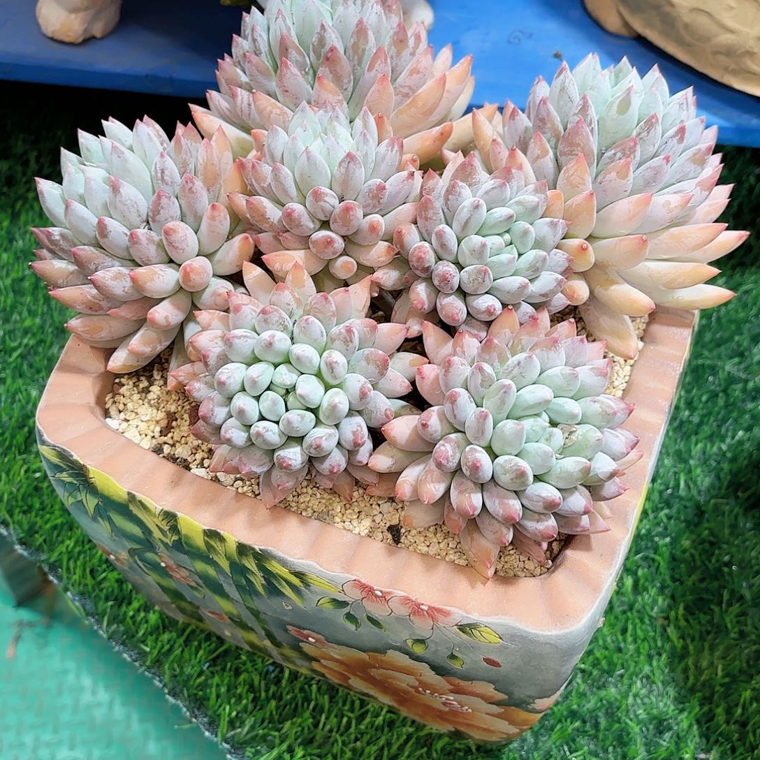 所罗门群一棵11月26日