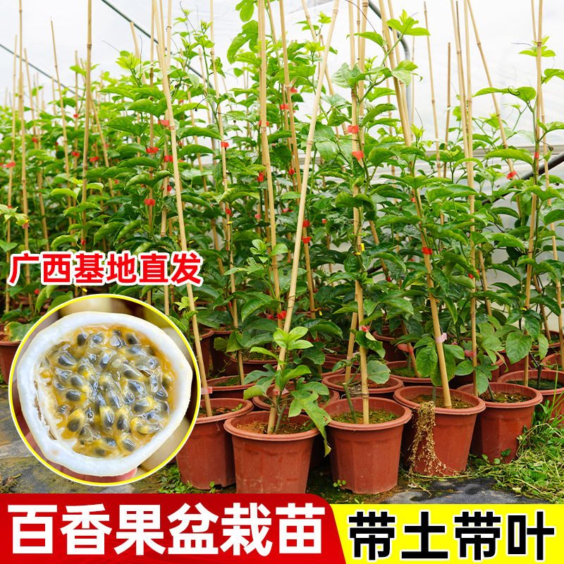 【直播专享】广西嫁接百香果苗黄金百香果树苗四季结果耐寒紫香爬藤