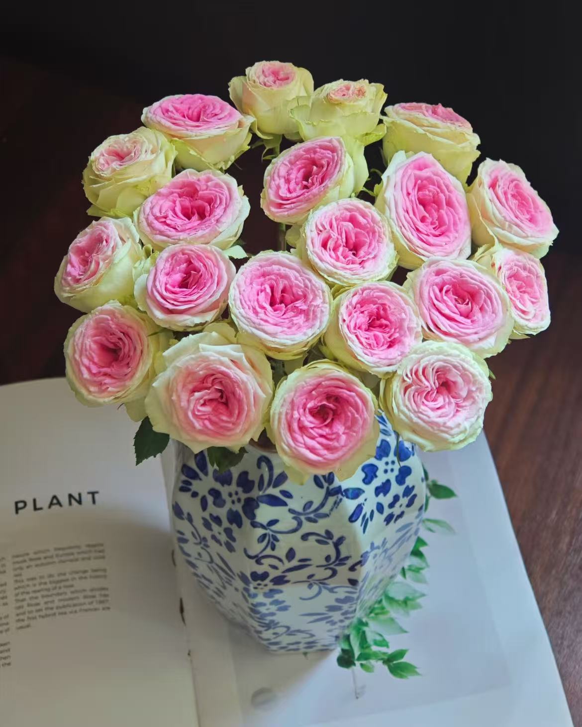 【云上花卉】冰淇淋玫瑰 任意两单花材升级顺丰京东德邦