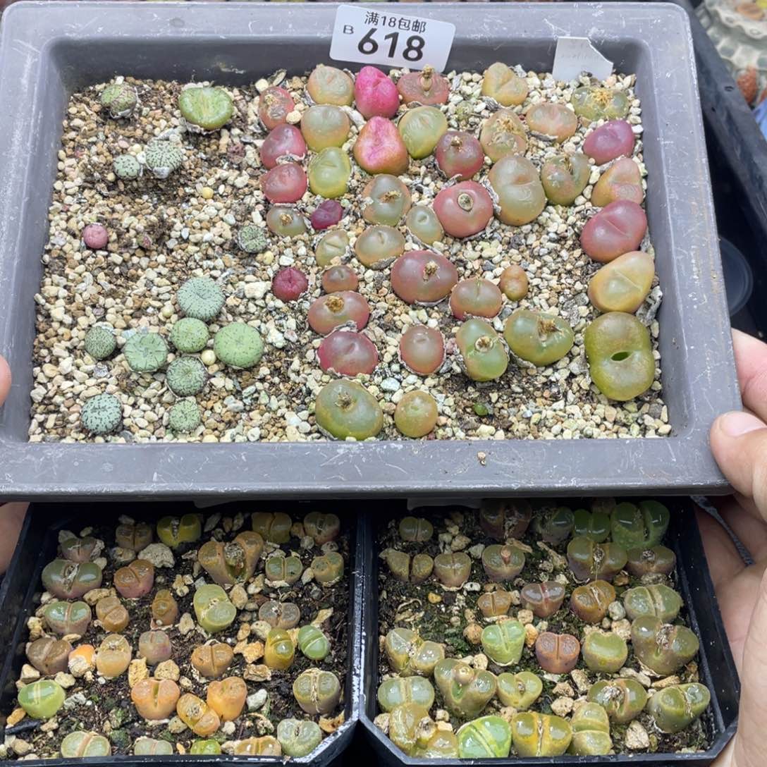 红陶x*w000000000000618