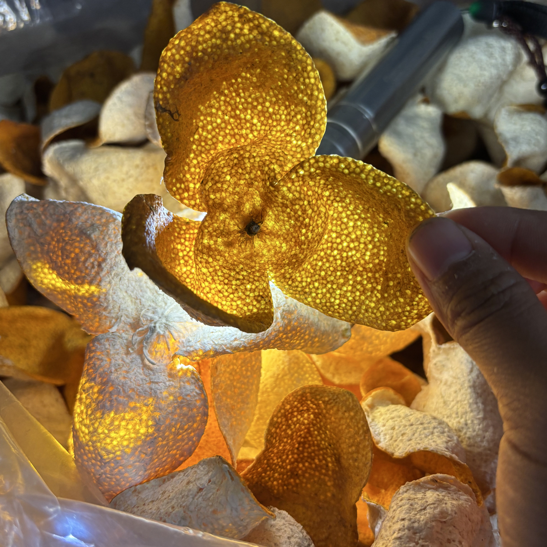 精选2025年茶枝柑老树大红皮，外皮有点丑