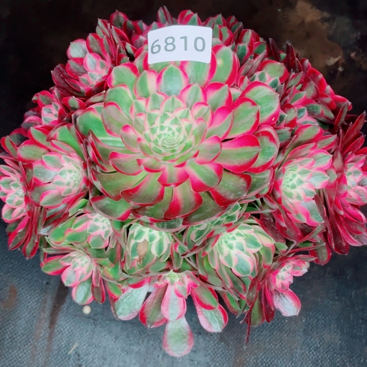 大孔雀翎特价多肉