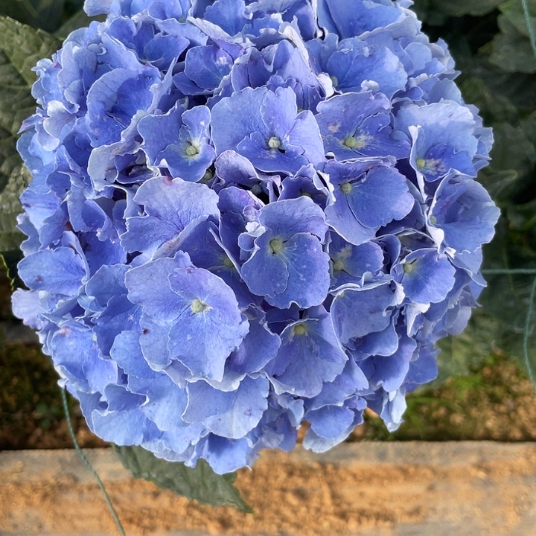 绣球切花一物一拍3枝包邮，72