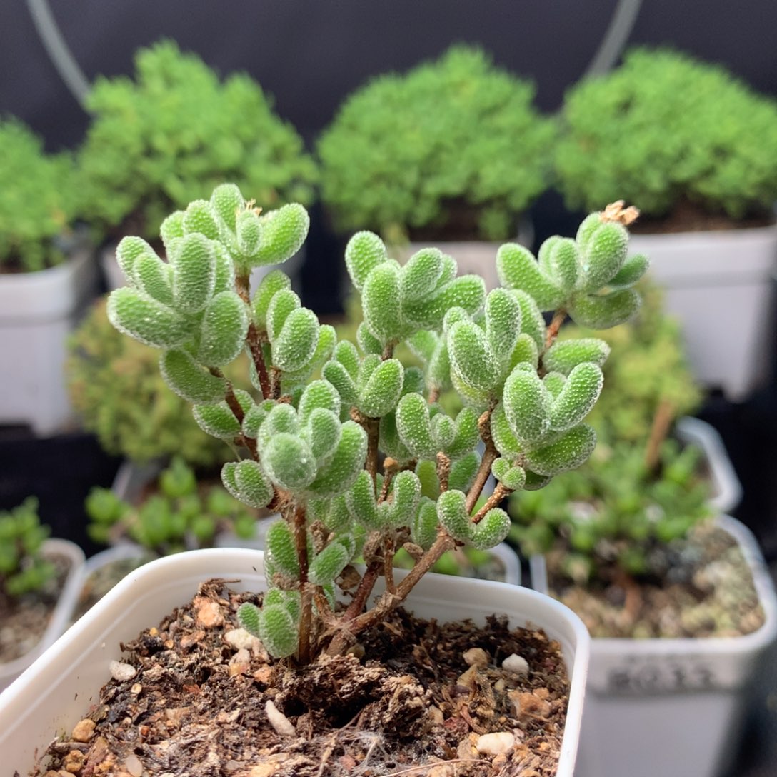 天***琪009冰晶。            