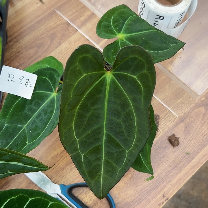 大***糖完全开放一物一拍R190