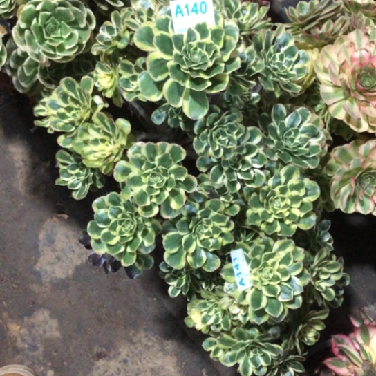 瘾***.无花朵白兰地法师多肉植物140号