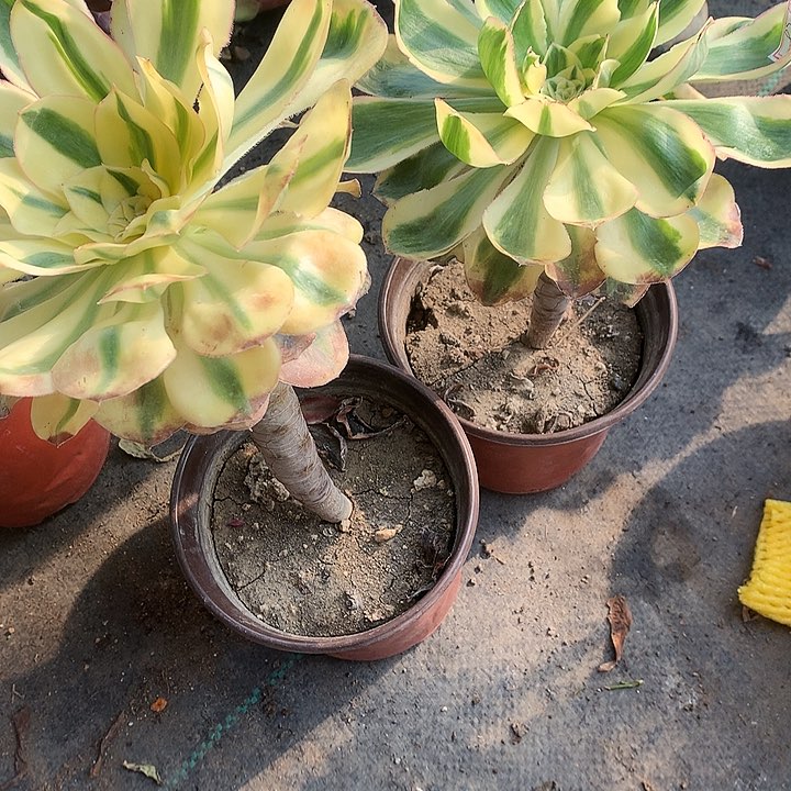 738燕姿锦2棵多肉植物