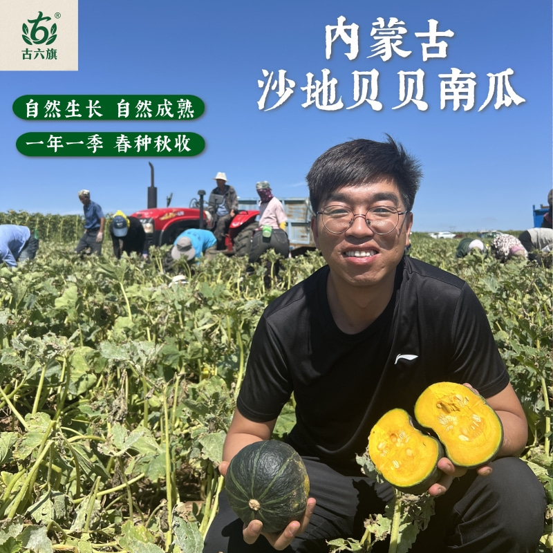 古六旗内蒙古沙地贝贝南瓜新鲜现摘粉糯香甜板栗口感产地直发南瓜