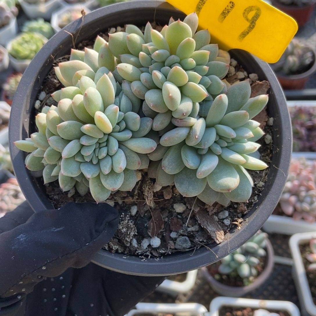 719星影缀多肉植物