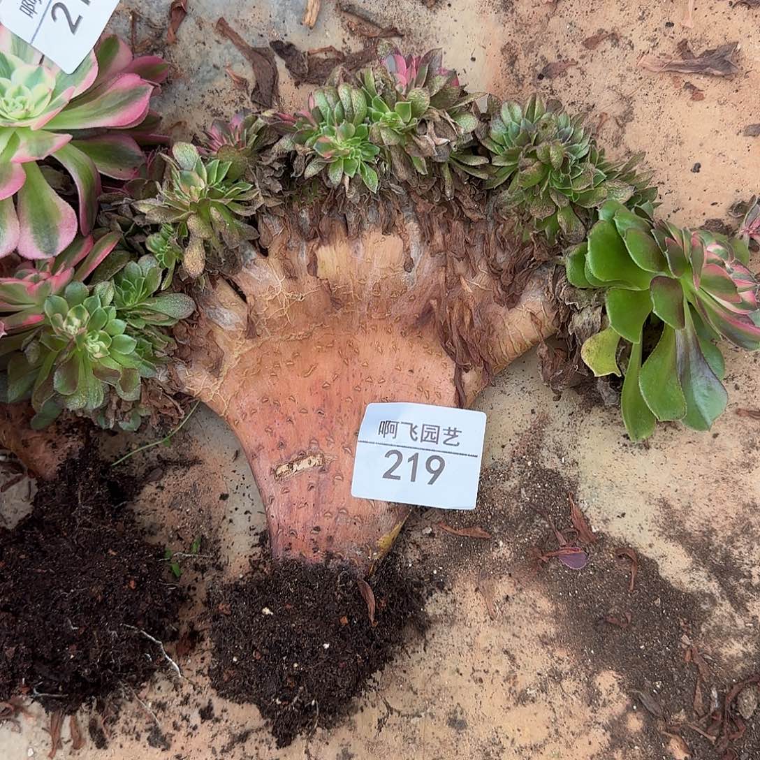 一***油219多肉 荔枝缀 有瑕疵