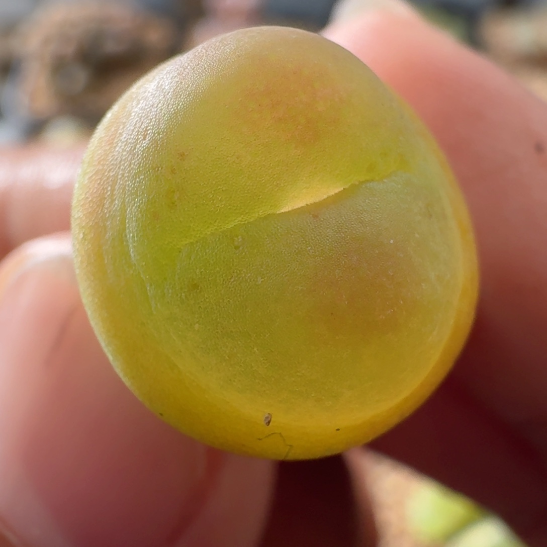 3430粉拉登肉锥植物1.5