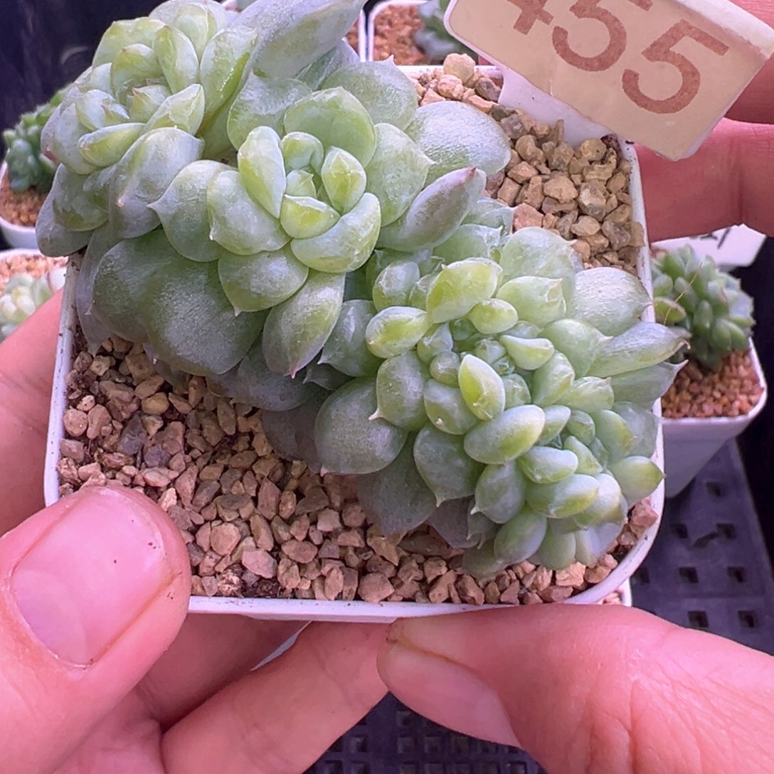 455号糖心缀化晗雨多肉