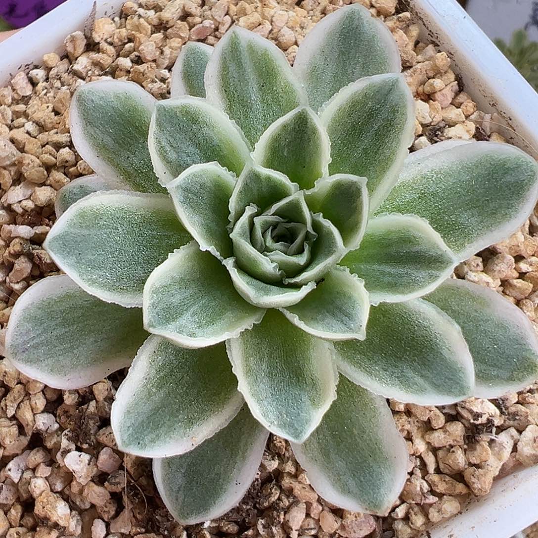 山地玫瑰锦秋夕1438号