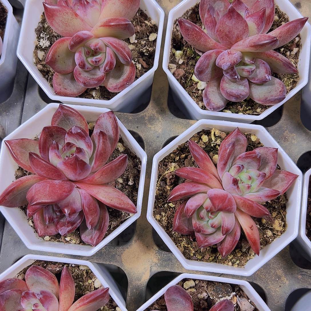 双头夜魔侠19包邮多肉植物