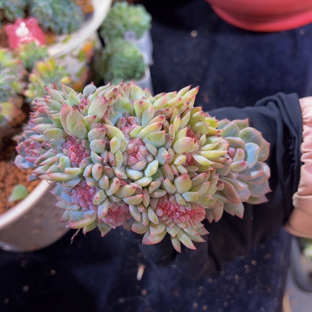 水蜜桃冰魄缀小精品