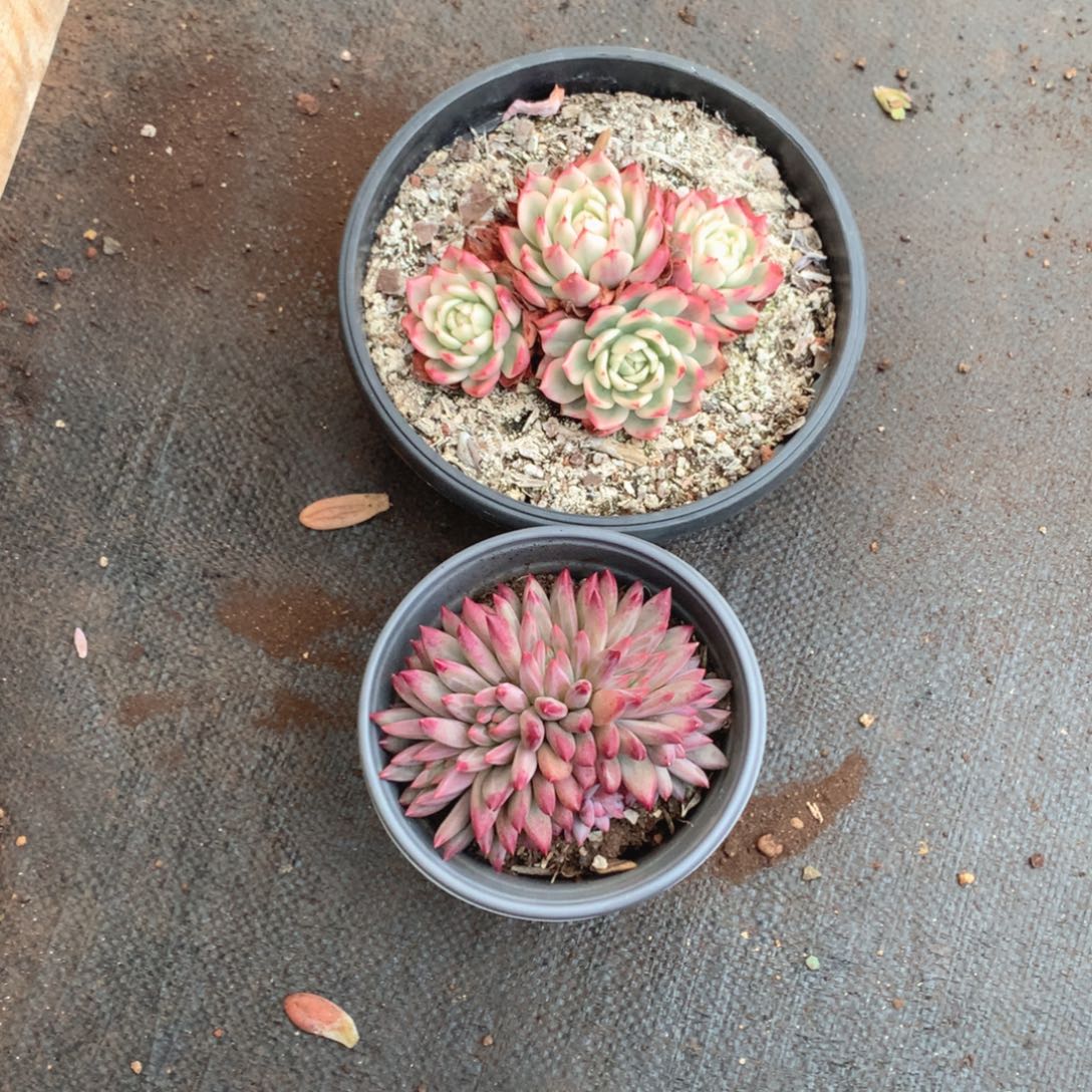 多肉植物多肉植物的种类繁多