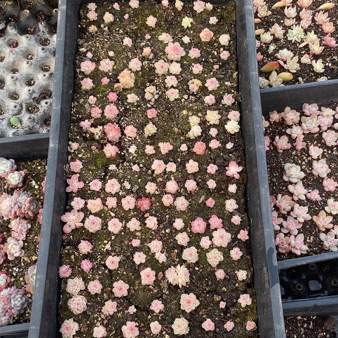 玫***瑰080。 定。              