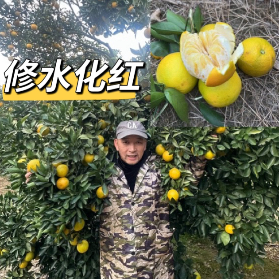 新鲜采摘细嫩汁多酸酸甜甜当季化红产地直发