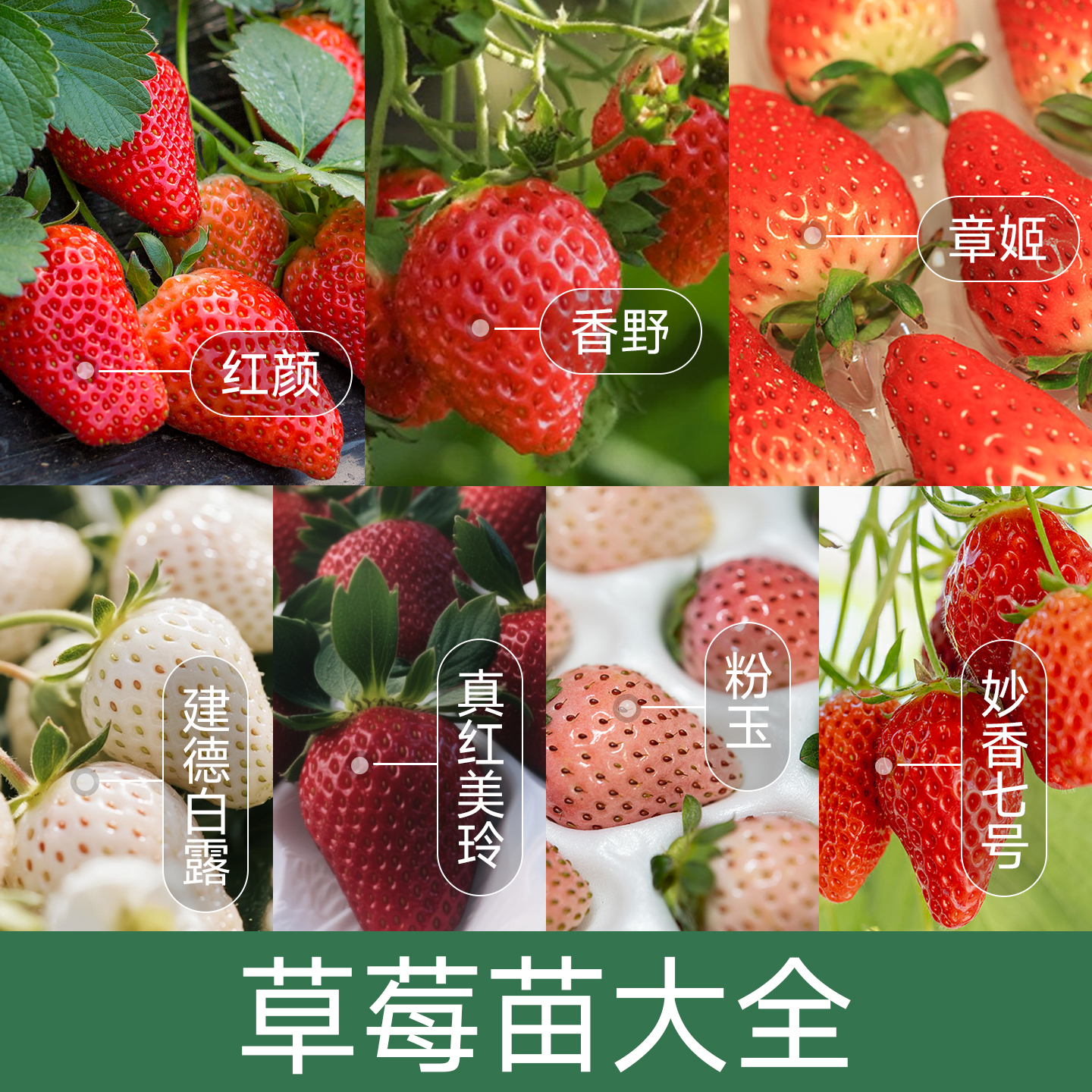 【6颗包邮】草莓苗大全基地苗场直发钵苗阳台盆栽庭院种植