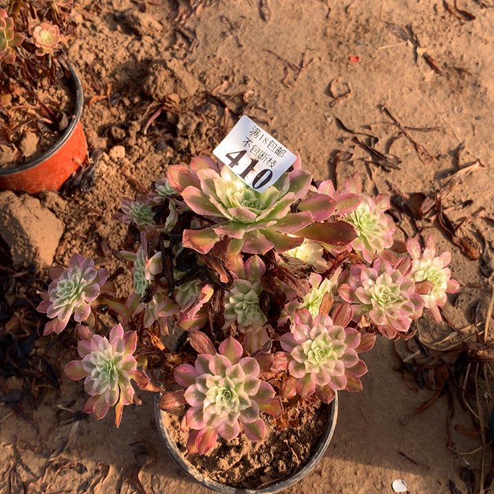 410铜壶白手捧2号