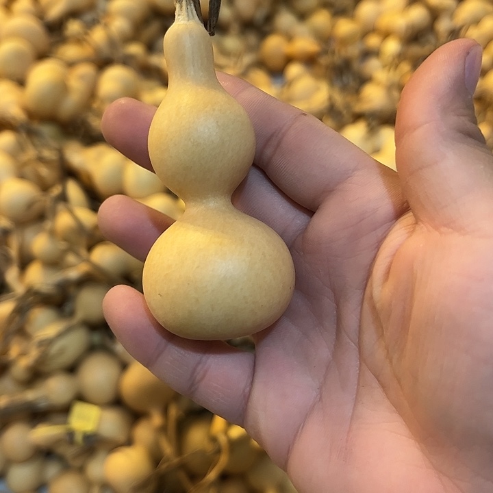 津***哥有机玻璃蚂蚁蚂蚁蚂蚁蚂蚁
