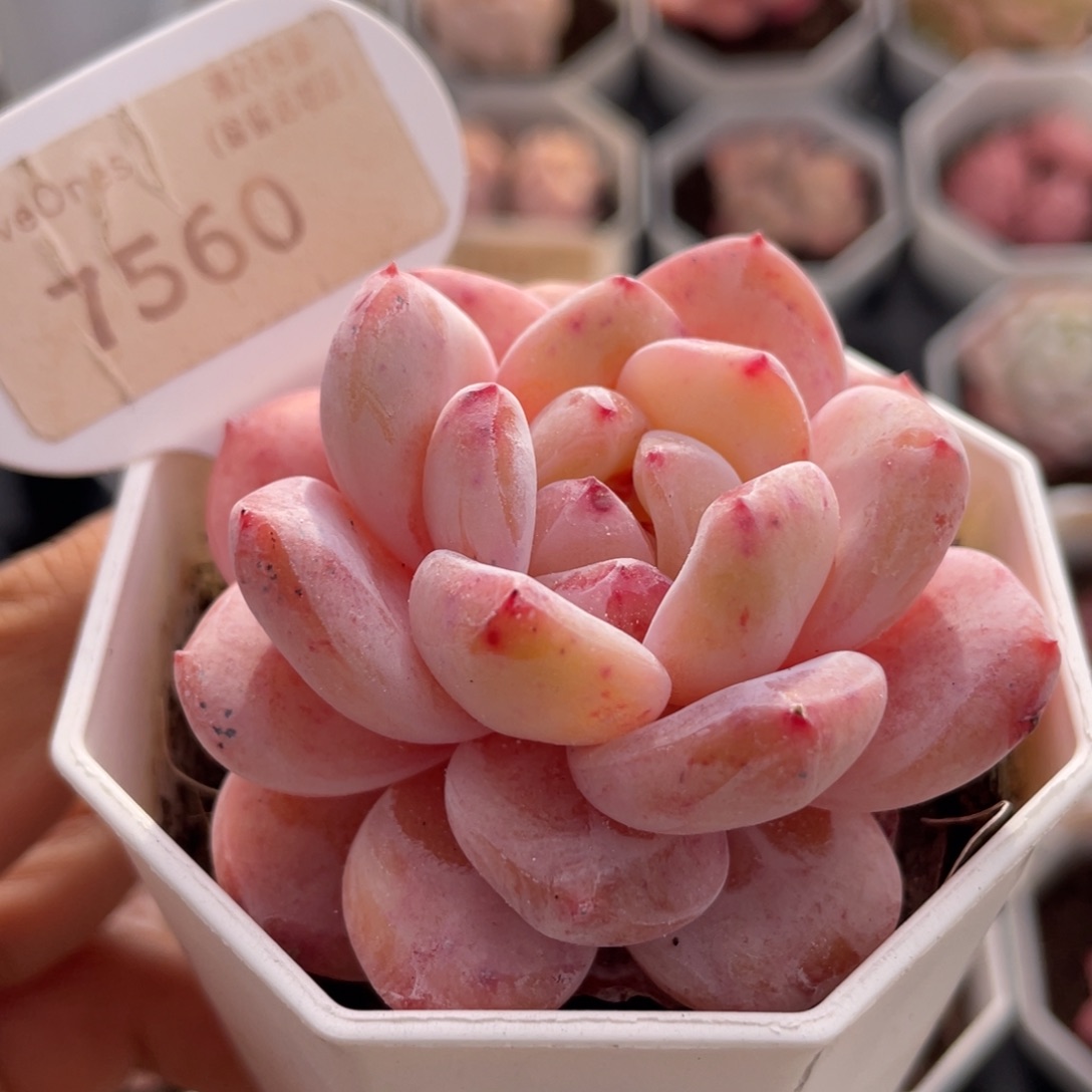 雪橙7560-6.0厘米