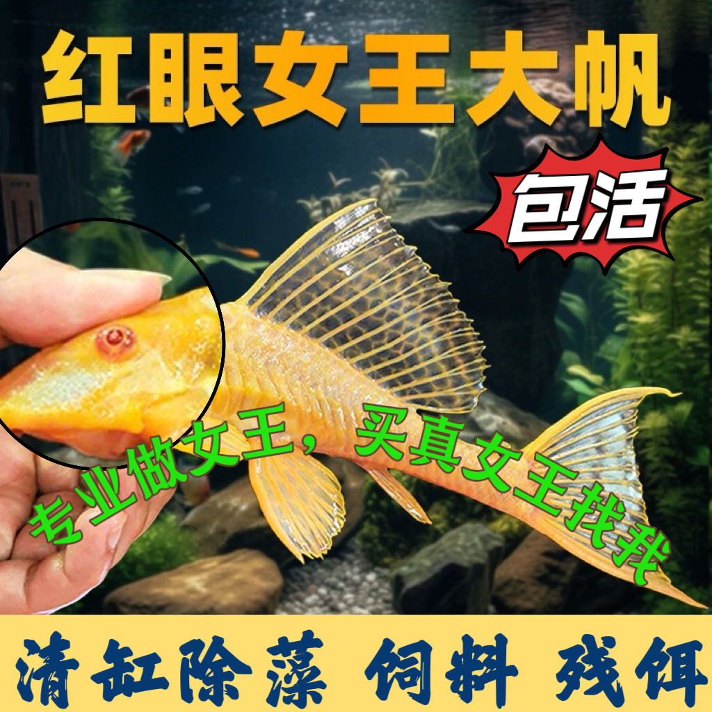 【山东发货】红眼女王大帆热带清道夫清洁工鱼观赏鱼好养耐活可