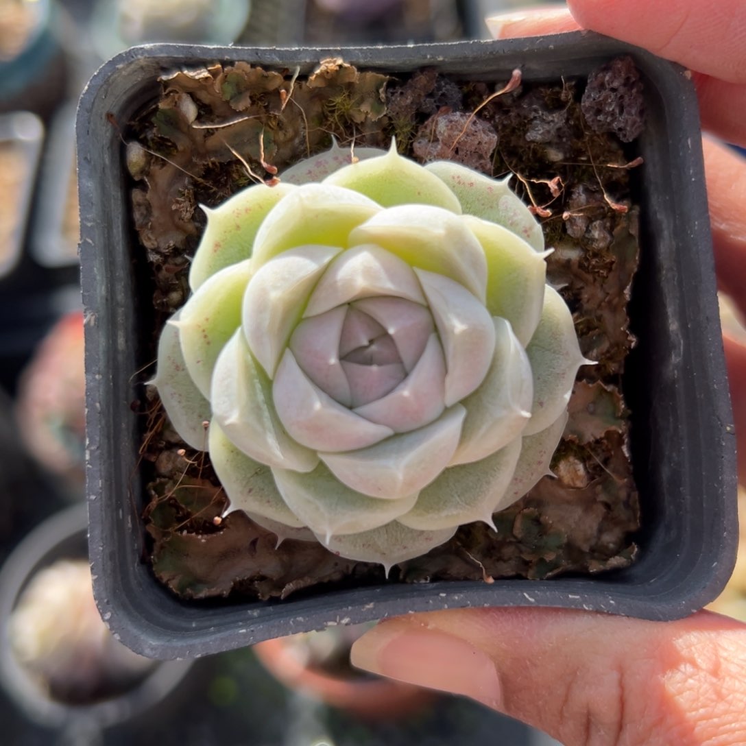 麦秆精控多肉一物一拍