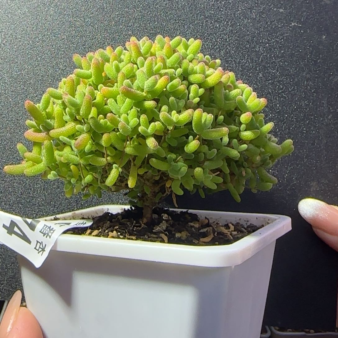 dy1174精控蜜橘直杆大树型冠幅8.5cm