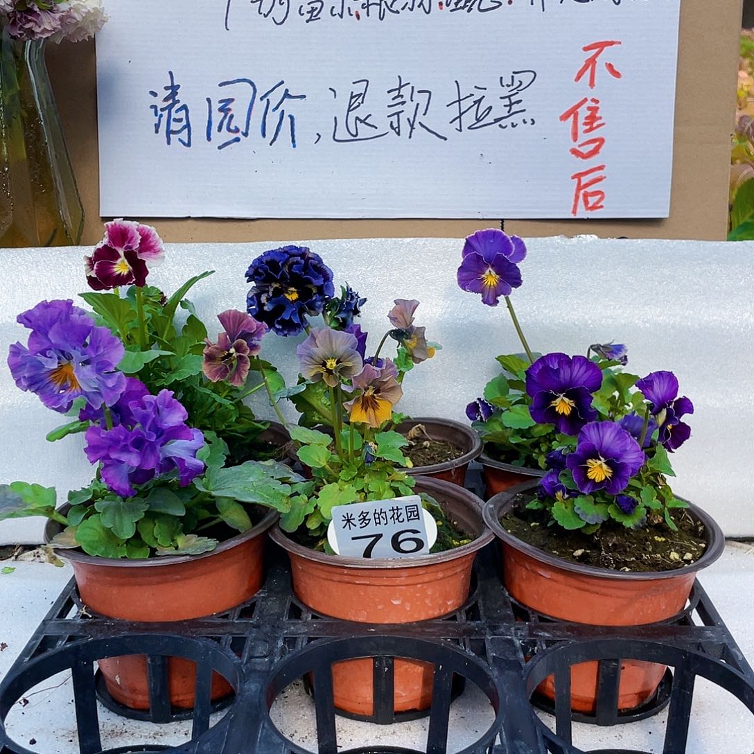 大部分花苞少量开放76