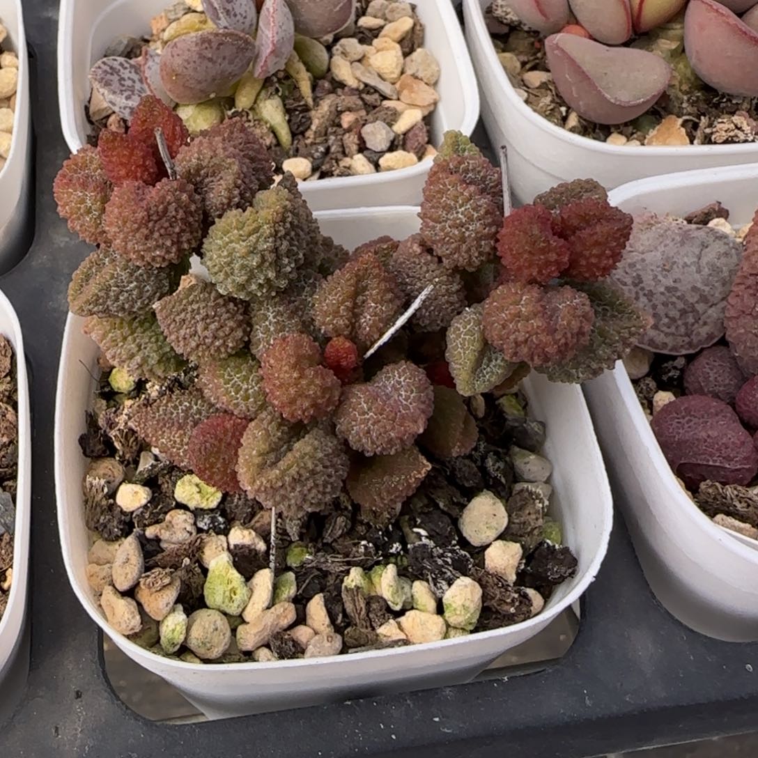 红体奶油黄金果水泡多肉