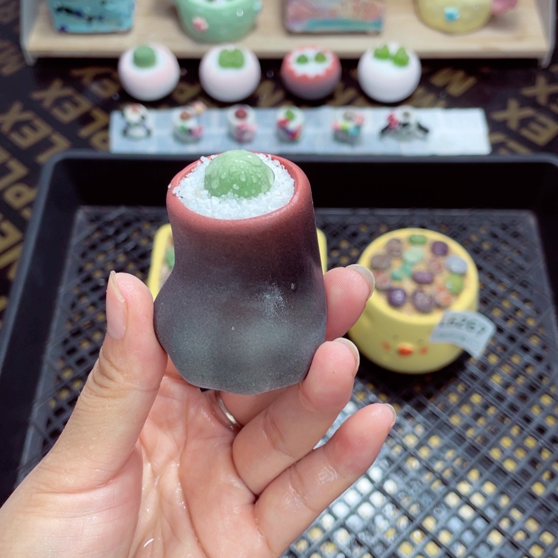 w6291 带盆土发货一物一拍