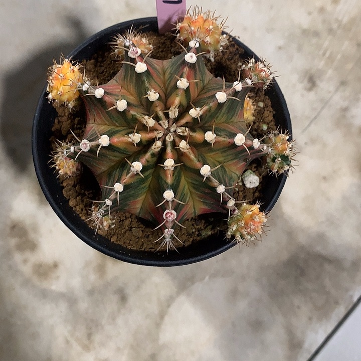 157-0421泰国发货多肉