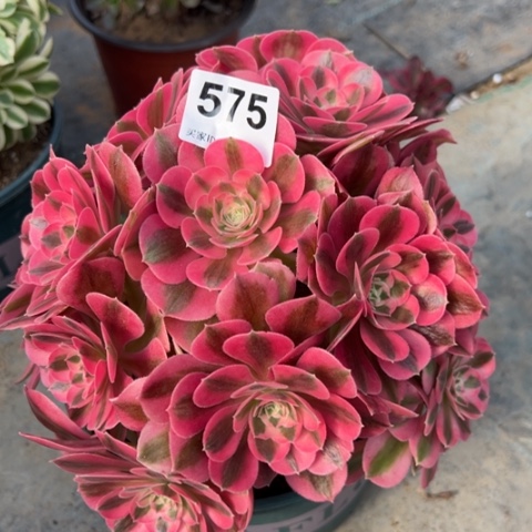 575女巫20厘米左右