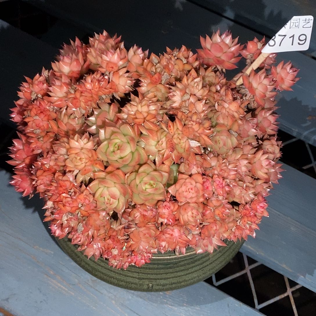 小****3719带盆发～18厘米