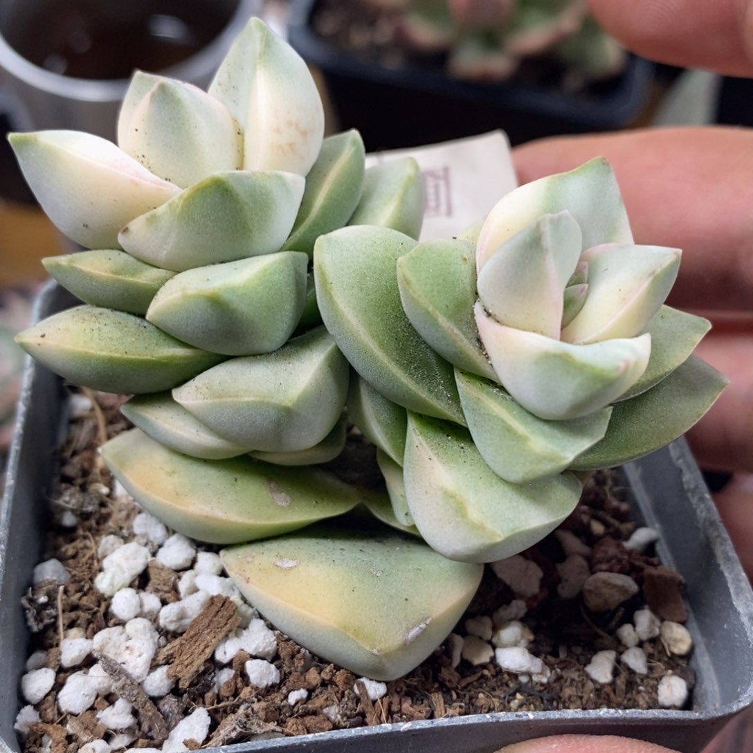 266纪之川锦双头