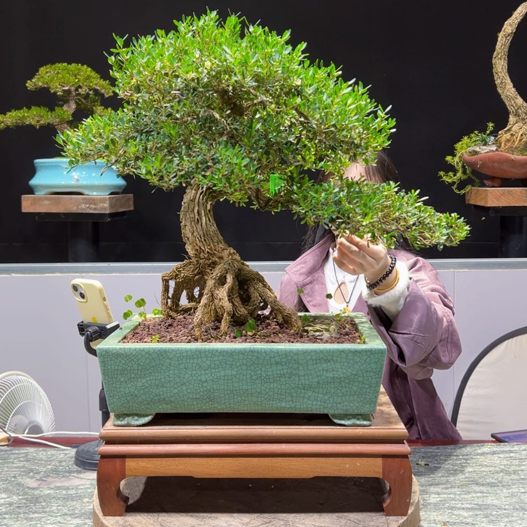 四季常青老桩黄杨盆景