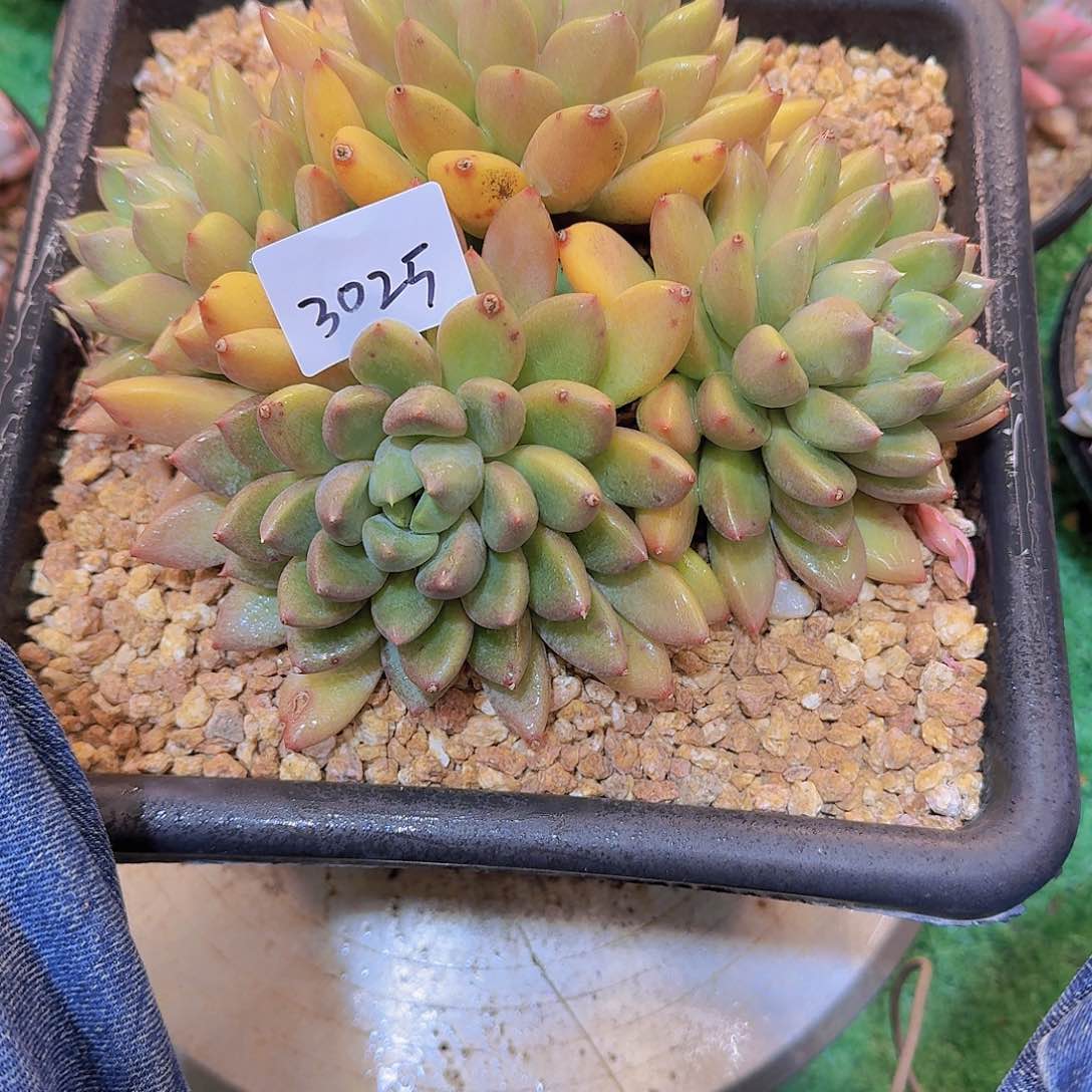 冰*3025象牙多肉植物