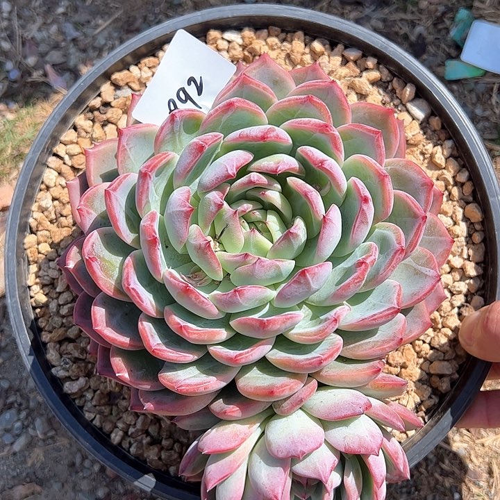 蔷**院992//////////////