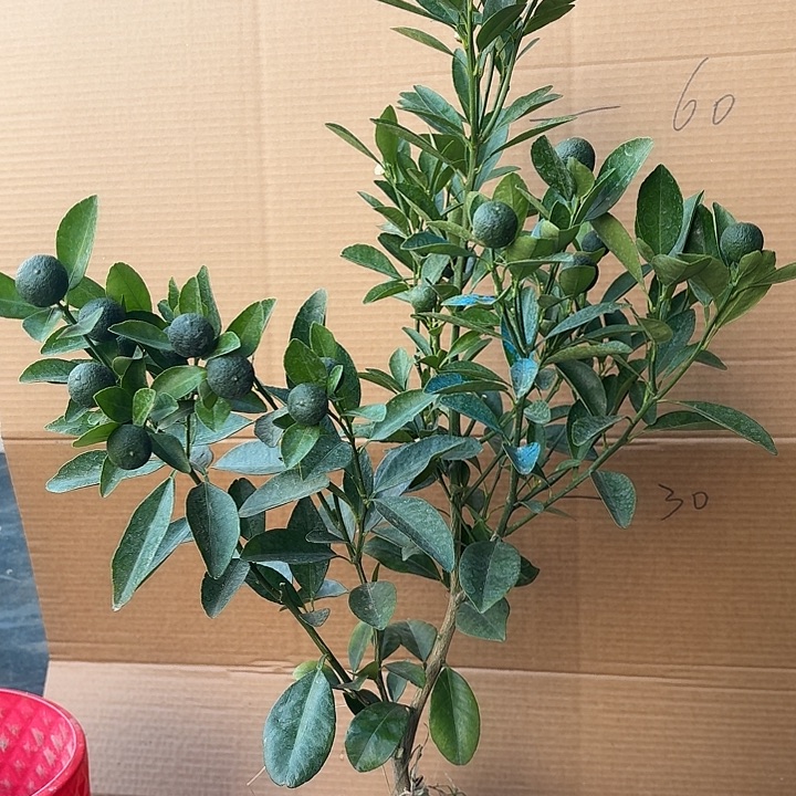 无花朵四季桔一物一拍25米