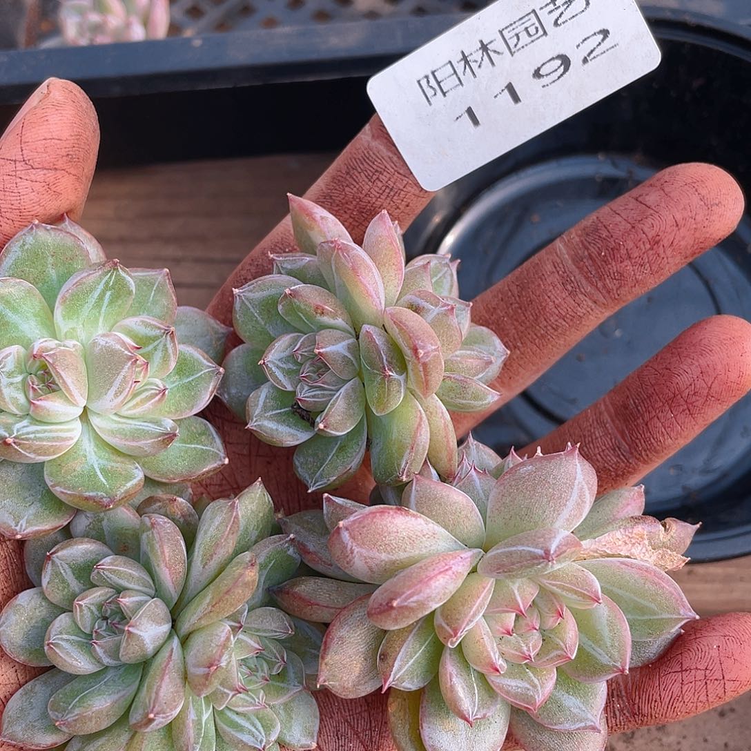 多肉植物多肉植物1192