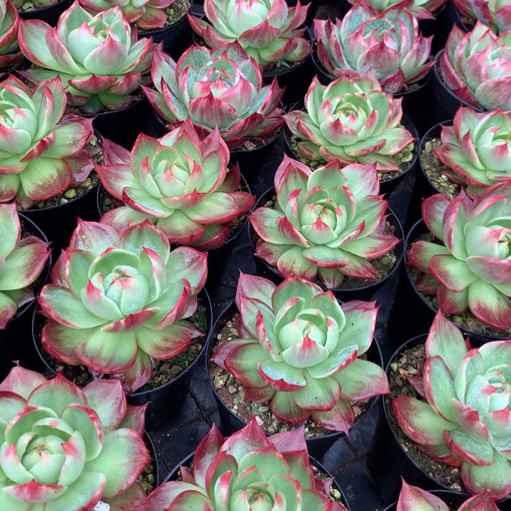 拉丝锦惊鸿仙子多肉植物两单包邮