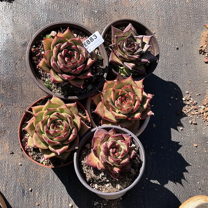 无花朵若如东云单拍E883