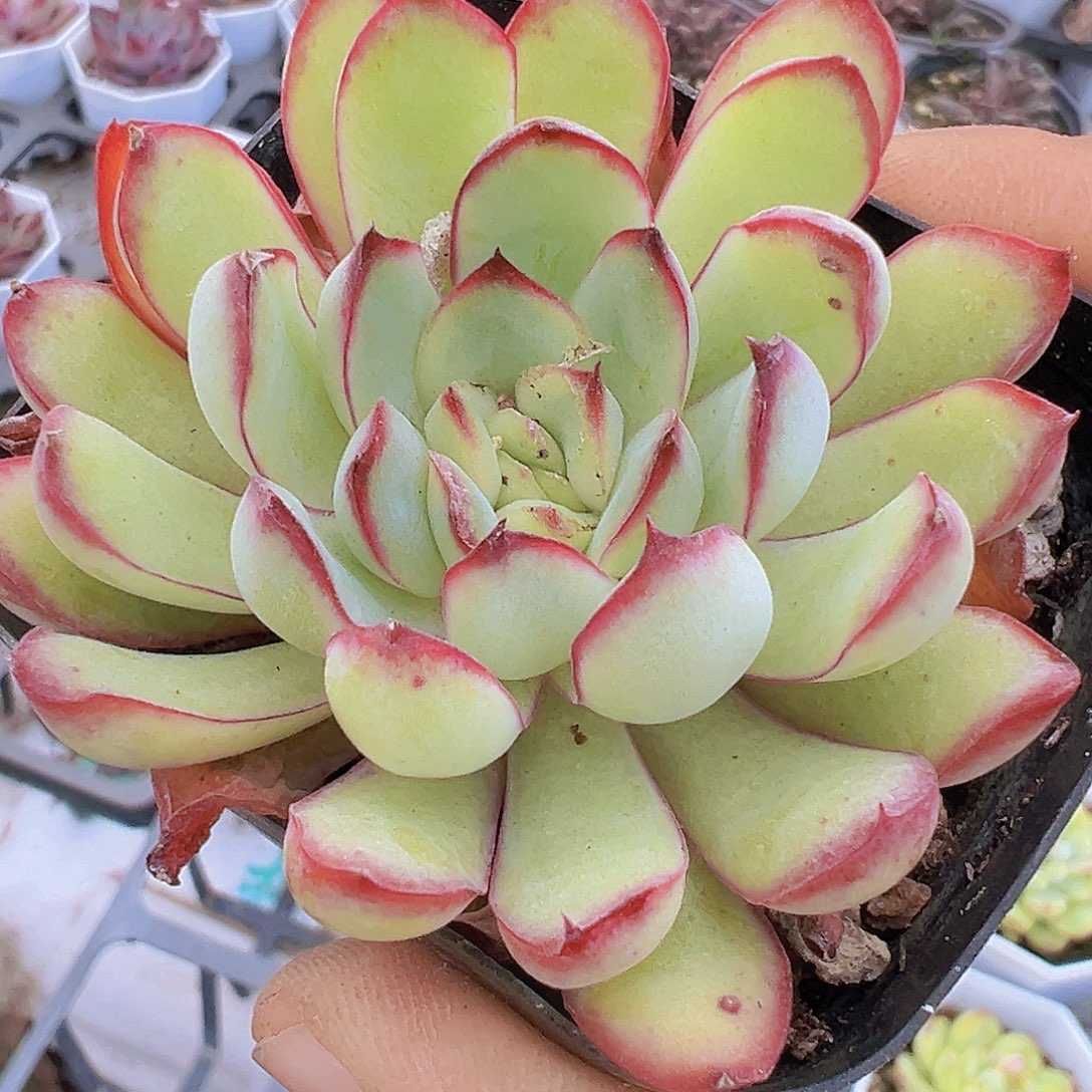 肉酱玫瑰19包邮多肉