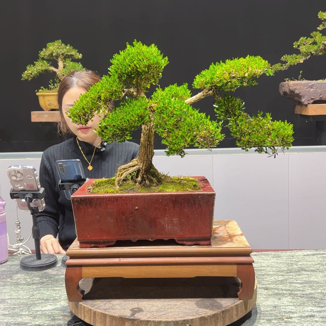 四季常青老桩黄杨盆景