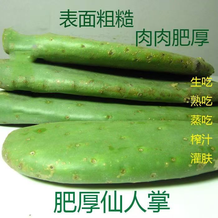 食用仙人掌 米邦塔多肉植物 美容外敷 室内秋季仙人掌仙人掌盆栽